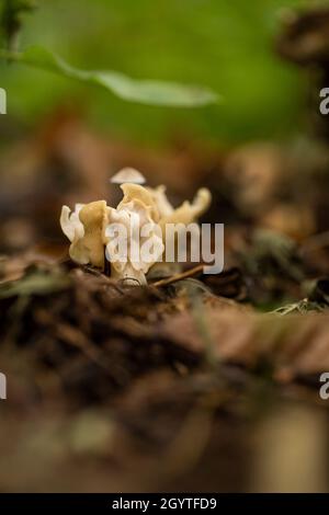 Weißer Sattelpilz - Helvella crispa. Häufig in Buchenwäldern und neben dem Fußweg. Nicht essbar. Ausflug nach Coalpit Hill. Stockfoto