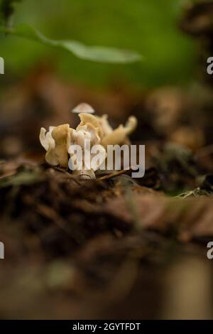 Weißer Sattelpilz - Helvella crispa. Häufig in Buchenwäldern und neben dem Fußweg. Nicht essbar. Ausflug nach Coalpit Hill. Stockfoto