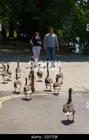 Ein Mann und eine Frau, die auf einer Straße spazieren, scheinbar bewusstlos, dass eine Herde Greylag Geese vor ihnen läuft, York, North Yorkshire, Großbritannien. Stockfoto