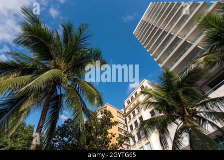 Hohes Hotelgebäude und Palmen in Rio de Janeiro Stockfoto
