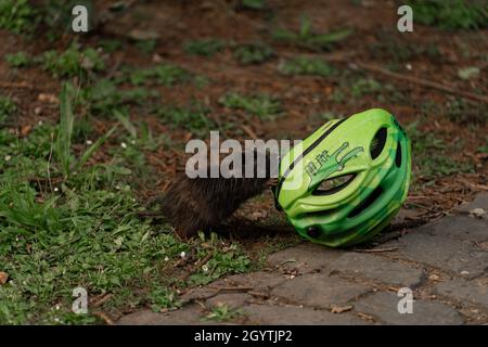 Schwarze Ratte in der Nähe eines grünen Hutes in einem parl Stockfoto