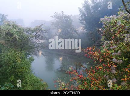 Neblige Zustände in einem Stadtpark in Den Haag. Bunte Blätter eines Busches im Vordergrund. Herbstbild. Stockfoto