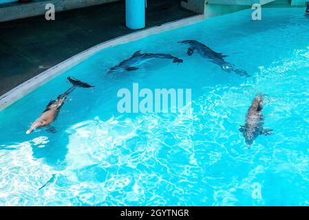 Vier Delfine schwimmen im Pool im Vergnügungspark an sonnigen Tagen Stockfoto