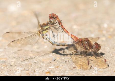 Rote Libellen paaren sich auf dem Southampton Common Stockfoto