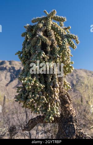 Ein Chainruit Cholla oder Jumping Cholla, Cylindropuntia fulgida, im Saguaro National Park, Tucson, Arizona. Stockfoto