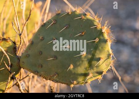 Nahaufnahme des Stollens und der Stacheln von an Engelmann's Prickly Pear, Opuntia engelmannii, Saguaro National Park, Tucson, Arizona. Stockfoto