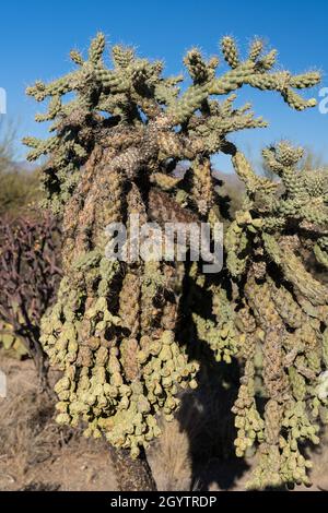 Ein Chainruit Cholla oder Jumping Cholla, Cylindropuntia fulgida, im Saguaro National Park, Tucson, Arizona. Stockfoto