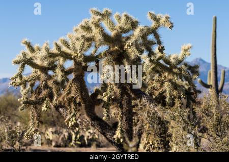 Ein Chainruit Cholla oder Jumping Cholla, Cylindropuntia fulgida, im Saguaro National Park, Tucson, Arizona. Stockfoto