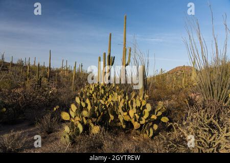 Saguaro, Cholla, Ocotillo und Engelmanns Kaktus aus Kaktus mit Stachelpaaren in den Tucson Mountains, Saguaro National Park, Tucson, Arizona. Stockfoto