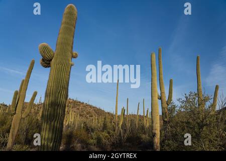 Ein Wald von Saguaro Cactus, Carnegiea gigantea, im Saguaro National Park, Tucson, Arizona. Stockfoto