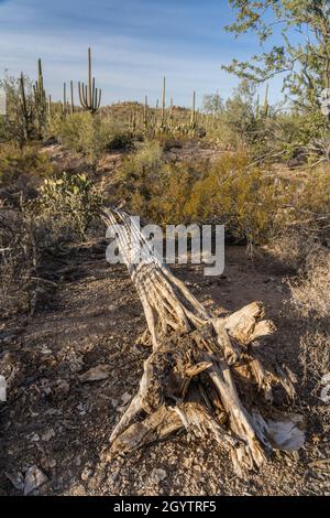 Das Skelett eines toten riesigen Saguaro Kaktus, Carnegiea gigantea, Saguaro National Park, Tucson, Arizona. Stockfoto
