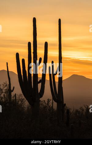 Der Saguaro Kaktus wurde bei Sonnenuntergang in Saguaro West - Tucson Mountain District, Saguaro National Park, Tucson, Arizona, gesillt. Stockfoto