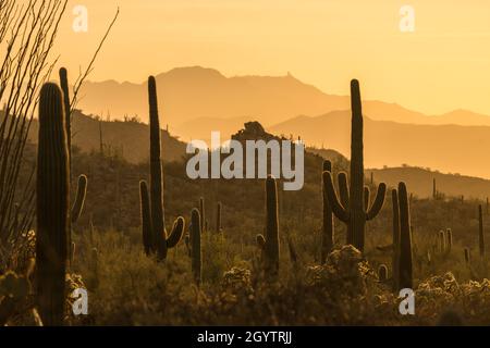 Cholla und Saguaro Kakteen bei Sonnenuntergang im Saguaro National Park, Tucson, Arizona. Stockfoto