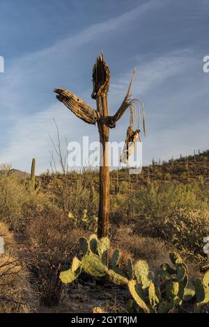 Das Skelett eines toten riesigen Saguaro Kaktus, Carnegiea gigantea, Saguaro National Park, Tucson, Arizona. Stockfoto