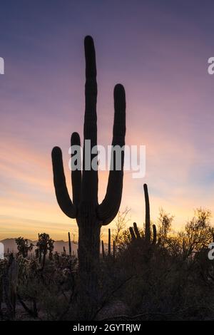 Cholla und Saguaro Kakteen bei Sonnenuntergang im Saguaro National Park, Tucson, Arizona. Stockfoto