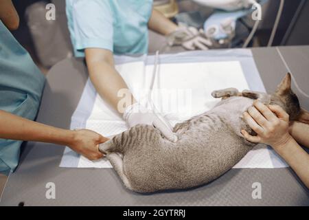 Krankenschwestern halten graue Katze, während ein erfahrener Arzt Ultraschalluntersuchungen im Klinikbüro durchführt Stockfoto