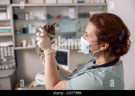 Tierarzt in Maske schaut auf niedliche kleine tabby Kätzchen bei Termin im Krankenhaus Stockfoto