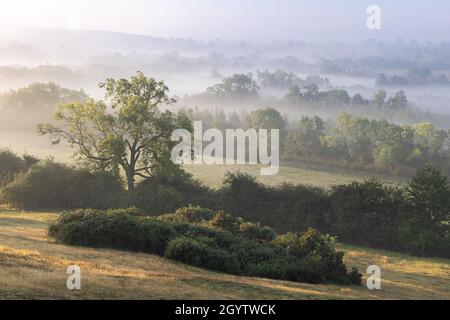 Northamptonshire, Großbritannien, 2021. Oktober: Am frühen Morgen fängt die Sonne eine Esche, während Nebel und Nebel zwischen den Baumreihen in der hügeligen Landschaft liegen. Stockfoto