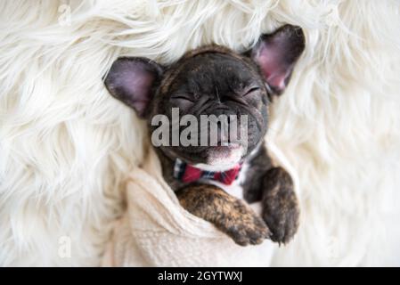 Französisch Bulldog Baby Welpe schlafen eingewickelt und in einer Decke mit einem beigefarbenen Pelz Hintergrund gekuschelt. Stockfoto