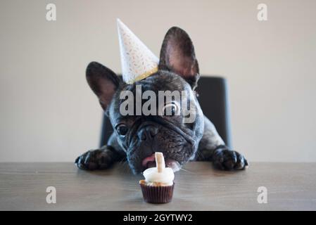 Französischer Bulldog-Welpe, der einen Geburtstagshut trägt und versucht, einen Cupcake am Tisch zu essen. Stockfoto