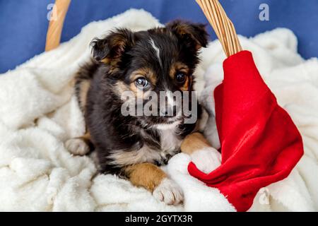 Schwarzes Welpenportrait sitzt in einem Korb. Der Hund liegt in der Nähe des Neujahrshuts des weihnachtsmannes zu Hause auf einer weichen Decke. Hund als Geschenk für den Urlaub Stockfoto