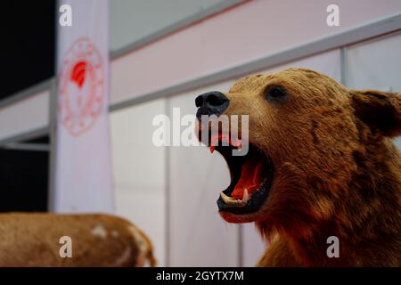 Kopf des gefüllten Braunbären im Innenbereich Stockfoto