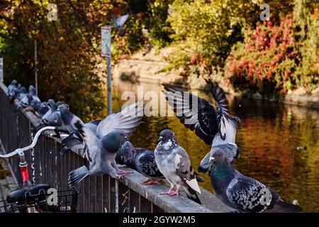 Berlin, Deutschland. Okt. 2021. An einem warmen Spätsommertag sitzen Tauben auf einem Geländer an der Kottbusser-Brücke im Berliner Bezirk Kreuzberg. Quelle: Stefan Jaitner/dpa/Alamy Live News Stockfoto