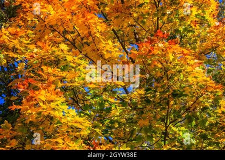 Gelbe, grüne und rote Blätter auf Bäumen im Herbst Stockfoto