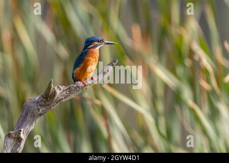 Kingfisher Alcedo atthis orange Red underparts Electric blue Wings back and Head orange feet beine and wangen white throat and long Dolch like Bill Stockfoto