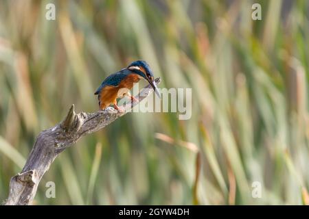 Kingfisher Alcedo atthis orange Red underparts Electric blue Wings back and Head orange feet beine and wangen white throat and long Dolch like Bill Stockfoto