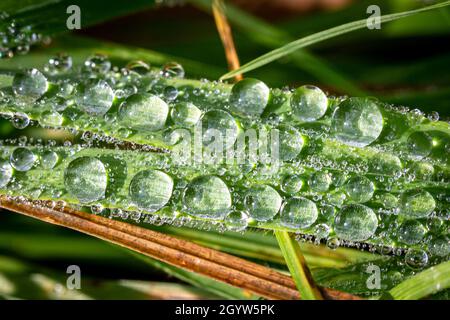 Tau glitzert auf Gras in der frühmorgendlichen Herbstsonne Stockfoto