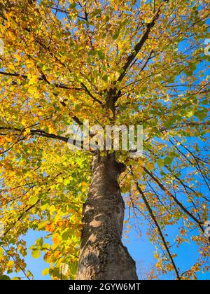 Niedrige Ansicht eines Baumes mit gelbem Herbstlaub vor einem blauen Himmel Stockfoto