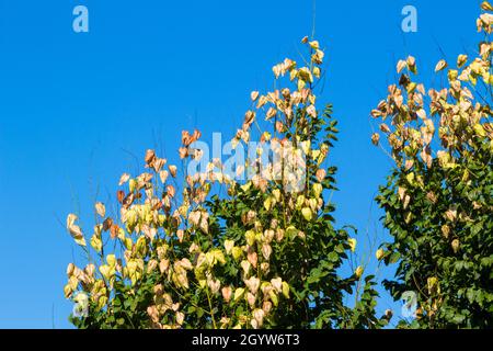 Goldenrain Baum (Koelreuteria paniculata) Frucht im Spätsommer Stockfoto