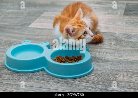 Ingwer-Kätzchen frisst trockene Lebensmittel aus einer blauen Schüssel auf dem Küchenboden. Kätzchen-Food-Konzept Stockfoto