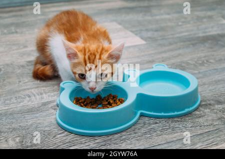 Ingwer-Kätzchen frisst trockene Lebensmittel aus einer blauen Schüssel auf dem Küchenboden. Kätzchen-Food-Konzept Stockfoto