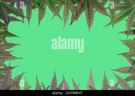 Rahmen mit Cannabisblättern und Maleffekt auf grünem Hintergrund Stockfoto