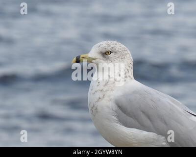 Nahaufnahme einer Möwe am Ottawa River mit Wasser im Hintergrund. Stockfoto