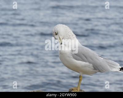 Nahaufnahme einer Möwe, die ihre Federn am Ottawa River mit dem Wasser im Hintergrund stöhnt. Stockfoto
