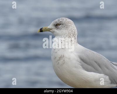 Nahaufnahme einer Möwe am Ottawa River mit Wasser im Hintergrund. Stockfoto