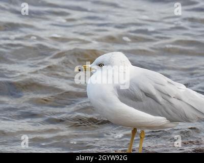Nahaufnahme einer Möwe am Ottawa River mit Wasser im Hintergrund. Stockfoto