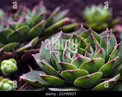 Nahaufnahme einer Hühner- und Kükenpflanze, die in einem Garten wächst (auch bekannt als Hauseks) Stockfoto