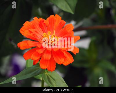 Nahaufnahme der orangefarbenen Blume auf einer Zinnienpflanze, die in einem Blumenbeet wächst. Stockfoto