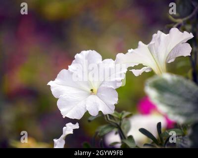 Nahaufnahme der weißen Blume auf einer Petunia-Pflanze, die in einem Blumenbeet wächst. Stockfoto