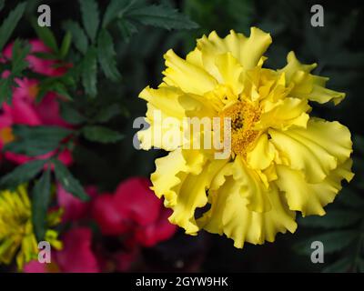 Nahaufnahme der gelben Blume auf einer Ringelblume, die in einem Blumenbeet wächst. Stockfoto