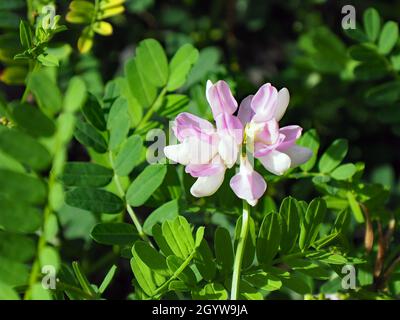 Nahaufnahme der rosafarbenen Blume auf einer nachhängenden Kronenvetch-Pflanze, die auf einer Wiese mit verschwommener Vegetation im Hintergrund wächst. Stockfoto