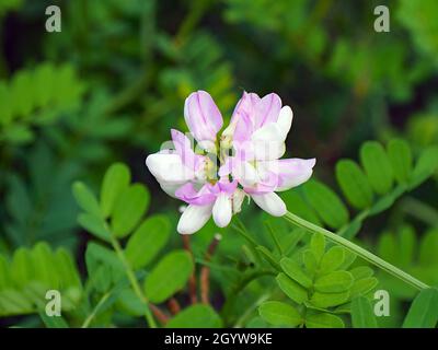 Nahaufnahme der rosafarbenen Blume auf einer nachhängenden Kronenvetch-Pflanze, die auf einer Wiese mit verschwommener Vegetation im Hintergrund wächst. Stockfoto