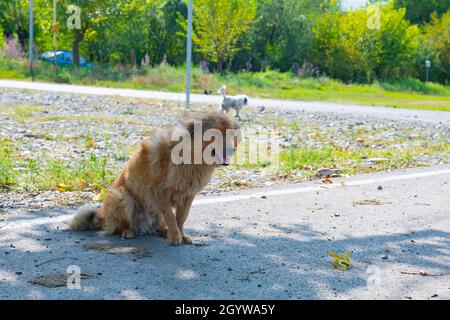 Ein Hofhund sitzt auf der Straße Stockfoto