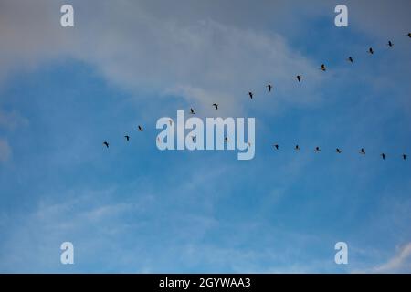 Kanadagänse (Branta canadensis) fliegen in V-Formation in einem blauen Himmel, horizontal Stockfoto