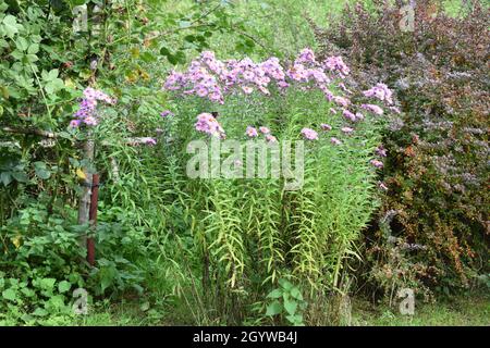 Schmetterlinge und Bienen auf violetter Chrysantheme Stockfoto