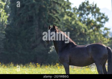 Porträt eines schönen schwarzen andalusischen p.r.e. Pferdes auf einer Weide Stockfoto